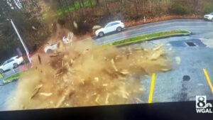 Tree Crushes Ford SUV