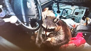 Raccoon Assists Arrest